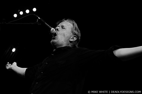 Swans