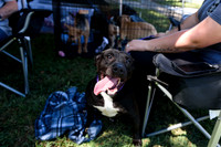 barrowcountyanimalshelter2026-09-27-4