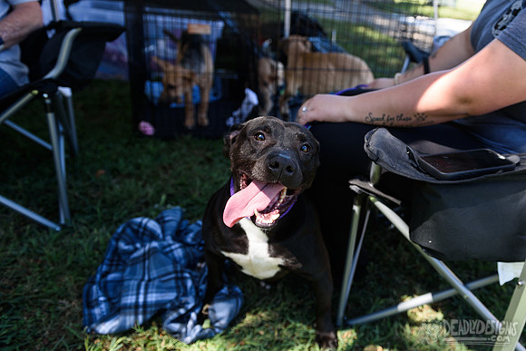 Barrow County Animal Shelter