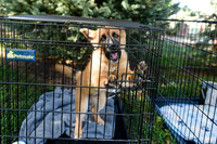 barrowcountyanimalshelter2026-09-27-15