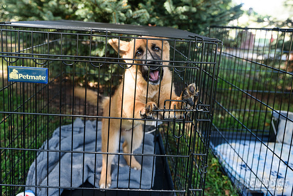 Barrow County Animal Shelter