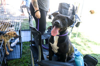 barrowcountyanimalshelter2026-09-27-30