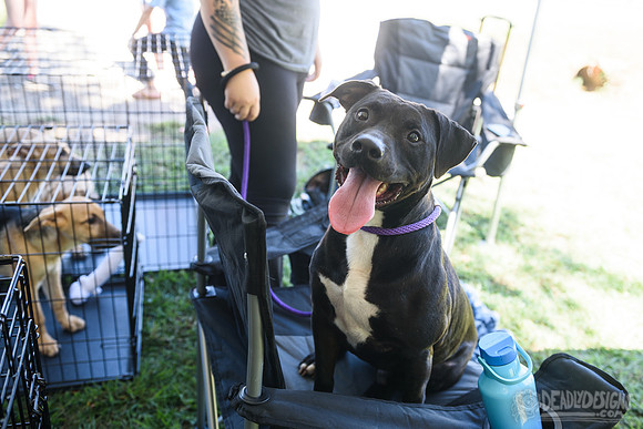 Barrow County Animal Shelter