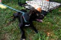 barrowcountyanimalshelter2026-09-27-20