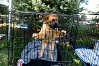 barrowcountyanimalshelter2026-09-27-13