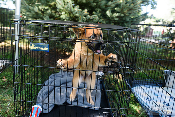 Barrow County Animal Shelter