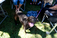 barrowcountyanimalshelter2026-09-27-1