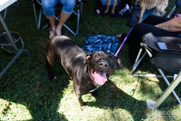 Barrow County Animal Shelter