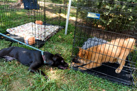 barrowcountyanimalshelter2026-09-27-17