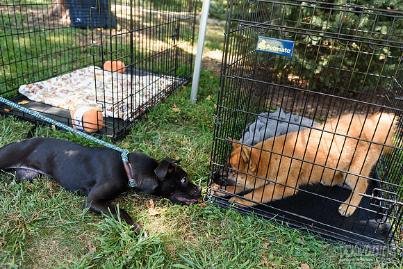 Barrow County Animal Shelter