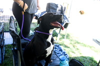 barrowcountyanimalshelter2026-09-27-27