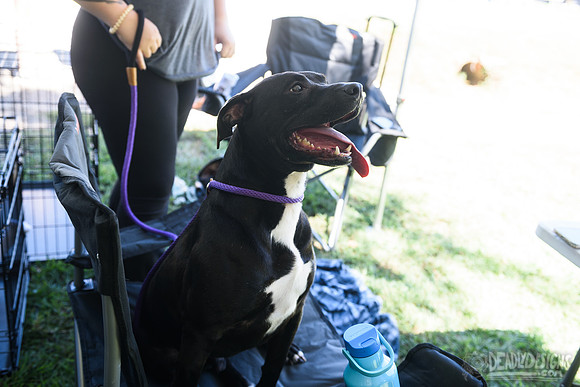 Barrow County Animal Shelter
