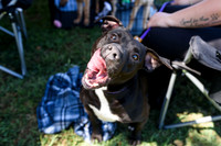 barrowcountyanimalshelter2026-09-27-6