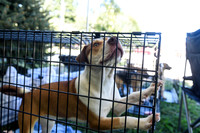 barrowcountyanimalshelter2026-09-27-26