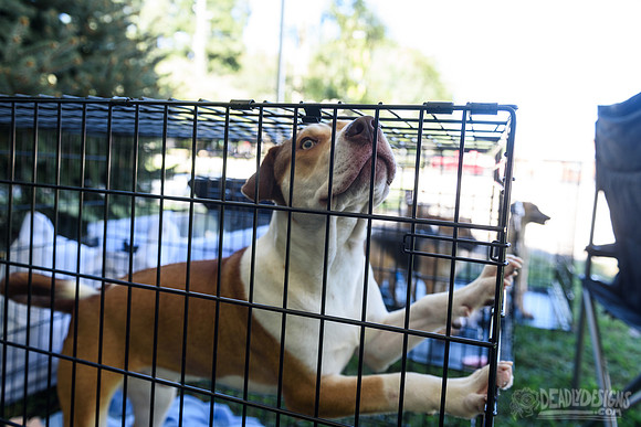 Barrow County Animal Shelter