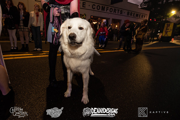 The Rumpus Rally