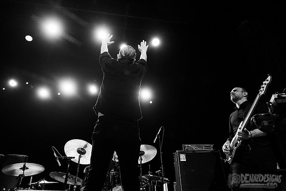 Swans