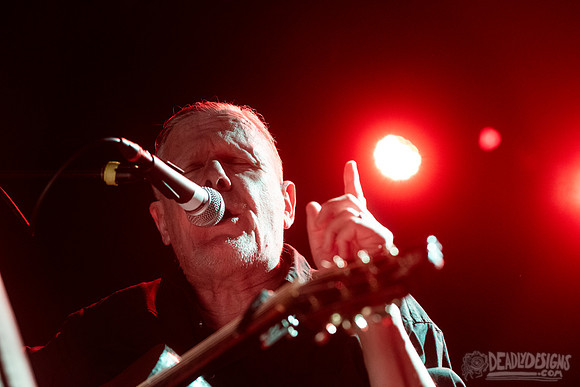 Swans