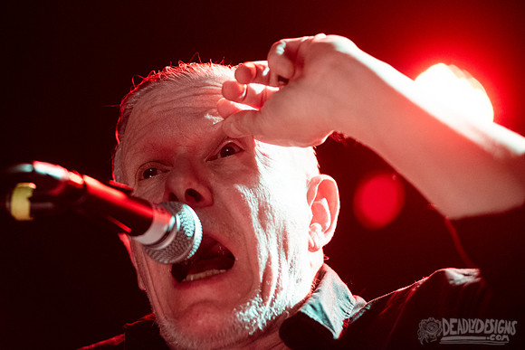 Swans
