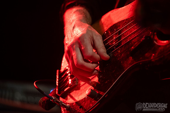 Swans