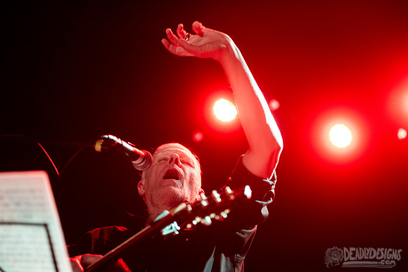 Swans