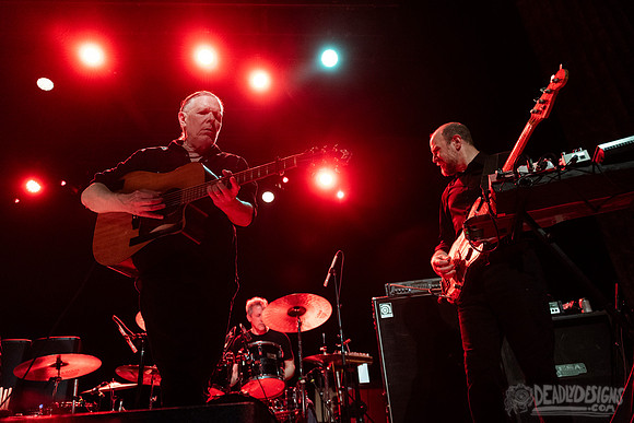 Swans
