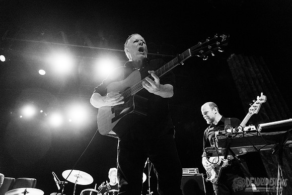 Swans