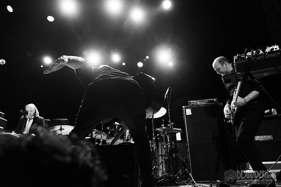Swans