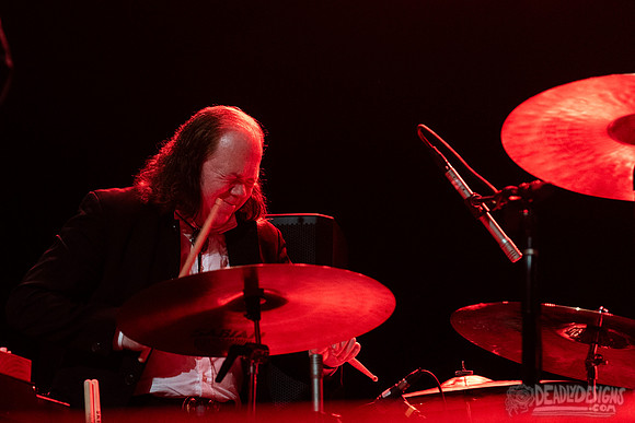 Swans