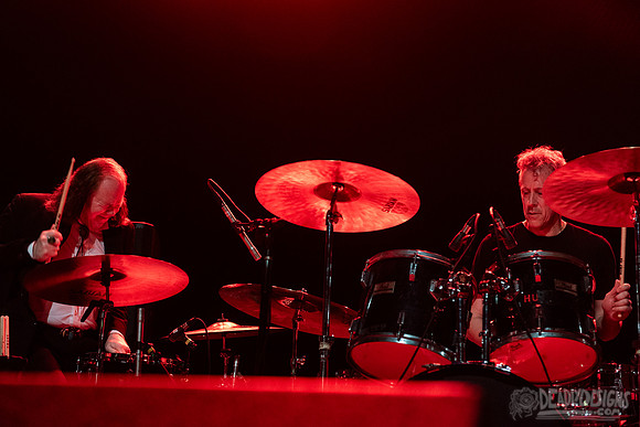 Swans