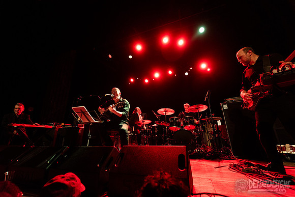 Swans