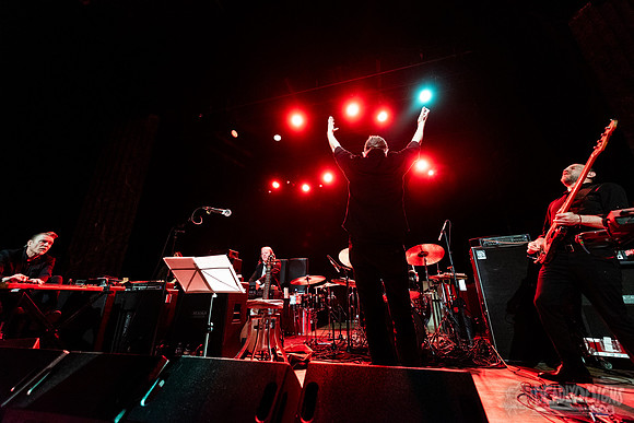 Swans